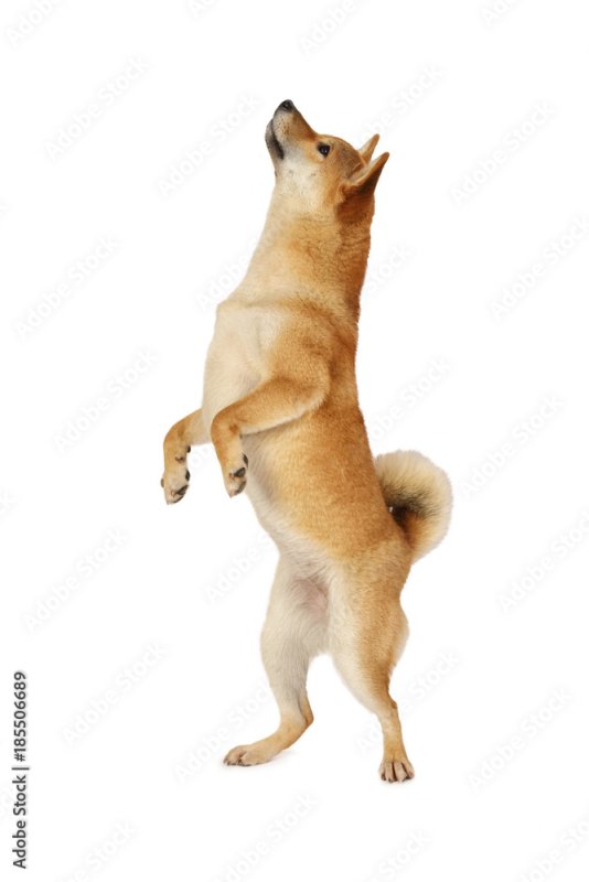 Самака на задних лапах