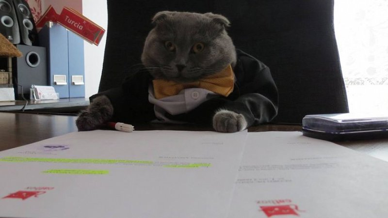 Офисные коты
