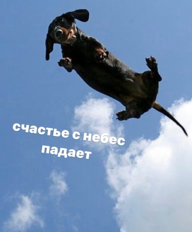 Остров летучих собак