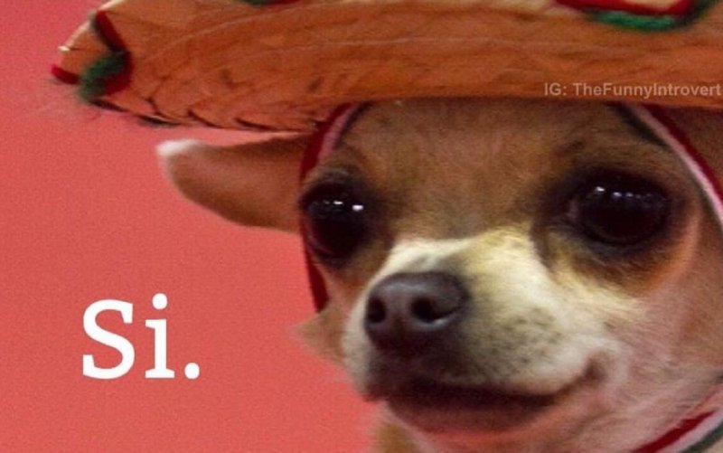 Адьес собака