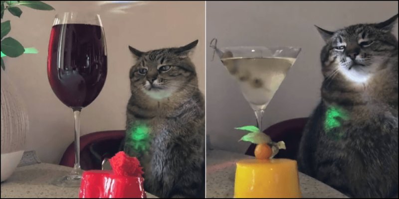 Кот Степан с бокалом вина