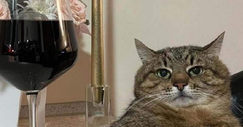 Кот Степан Валентино