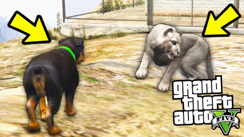 ГТА 5 Франклин и Чоп