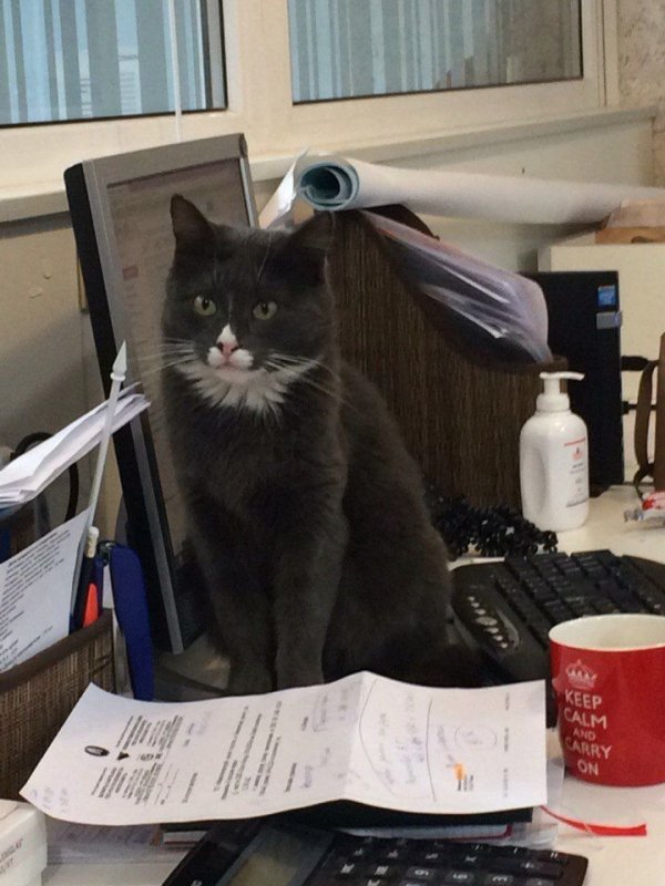 Котик в офисе