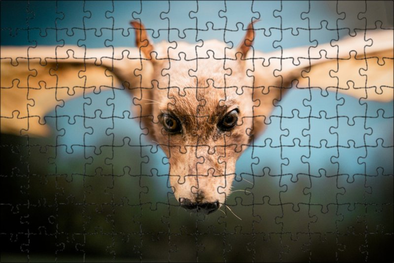 Крылан летучая лисица