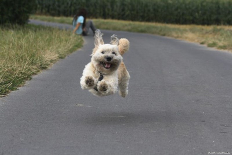 Собака бежит