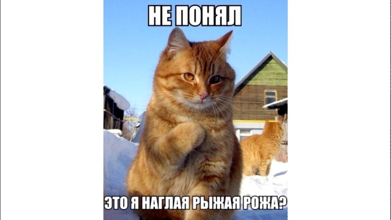 Рыжий кот туть