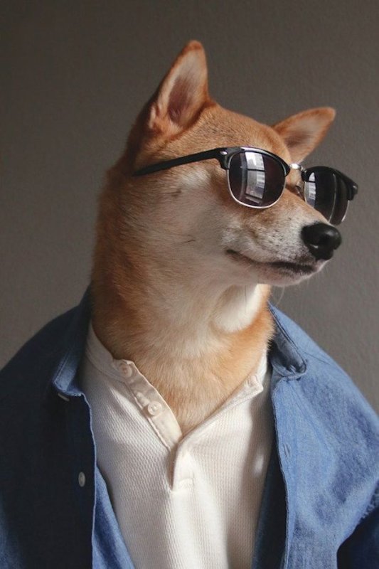 Собака в очках