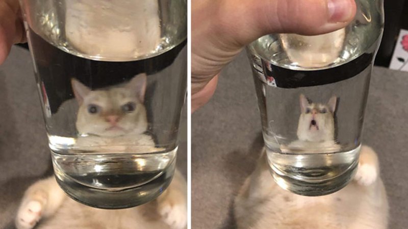 Кот в стакане