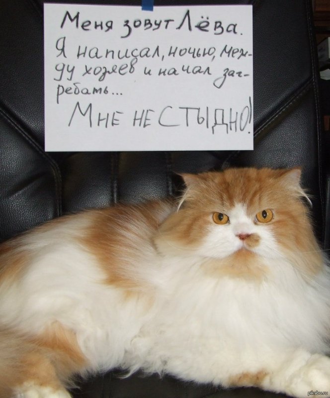 Прикольные наглые коты