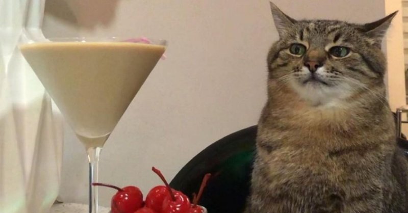 Кот Степан Харьков