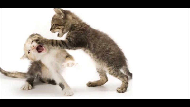 Милые котики дерутся