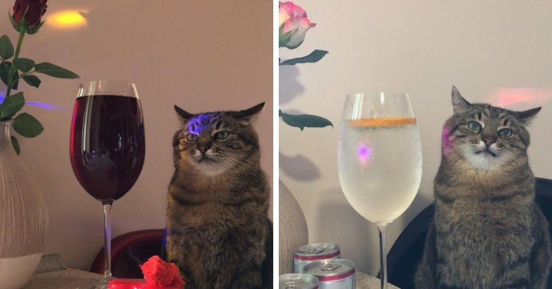 Кот сидит с бокалом