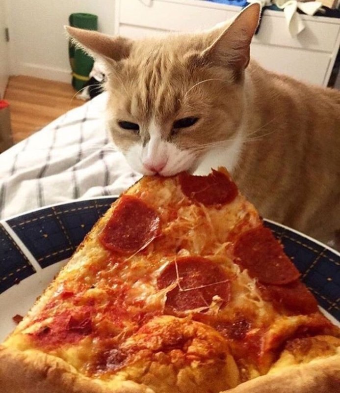 Кот ест пиццу