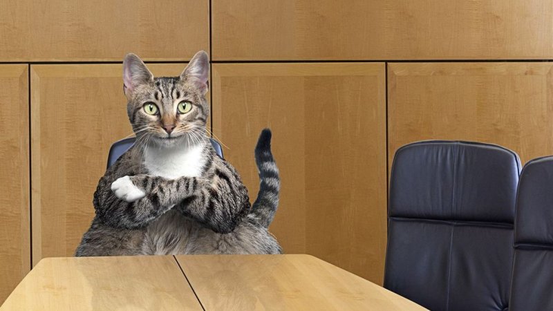 Котик в офисе