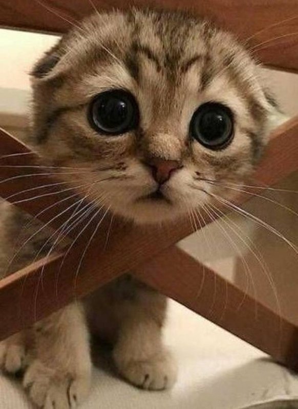 Смешные котята