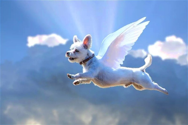 Собака с крыльями