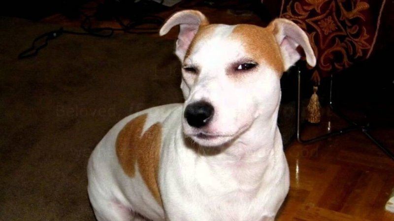 Собака подозревака фото