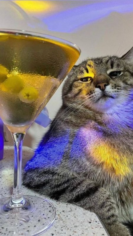 Кот в бокале с клубникой на голове