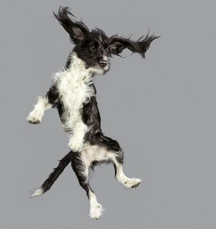Собака смешная в прыжке