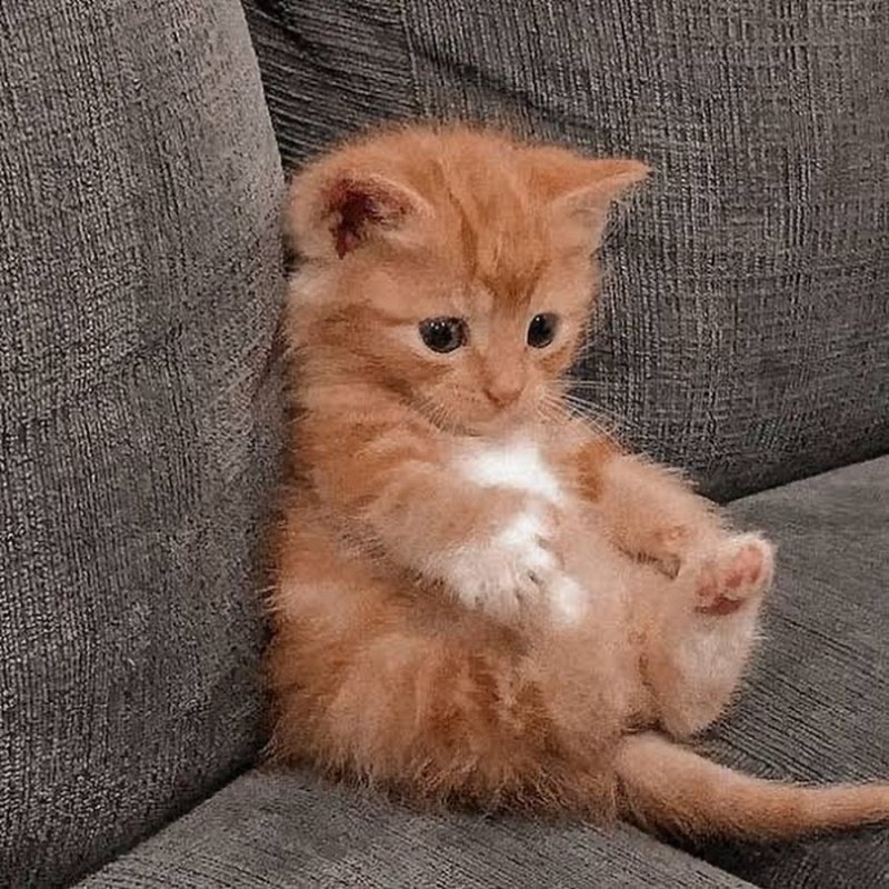 Покажи котика