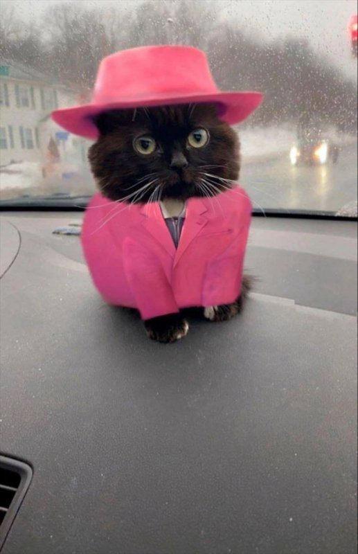 Ава кот с машиной