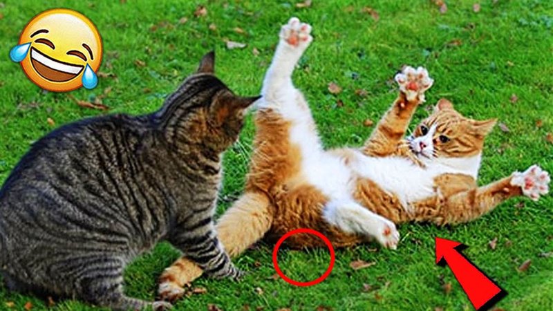 Драка котов