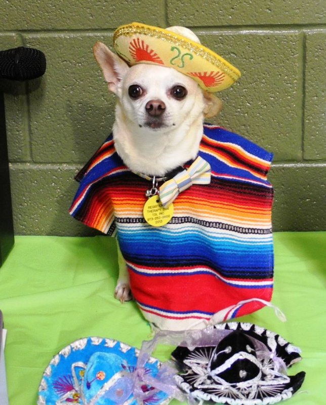 Чихуахуа в Сомбреро