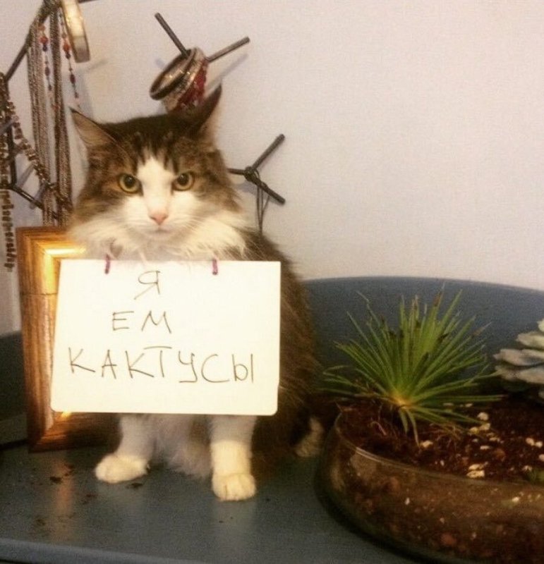 Коты мемы
