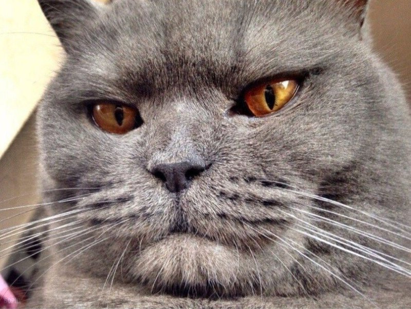 Матерый кот