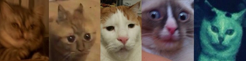 Котята для мемов