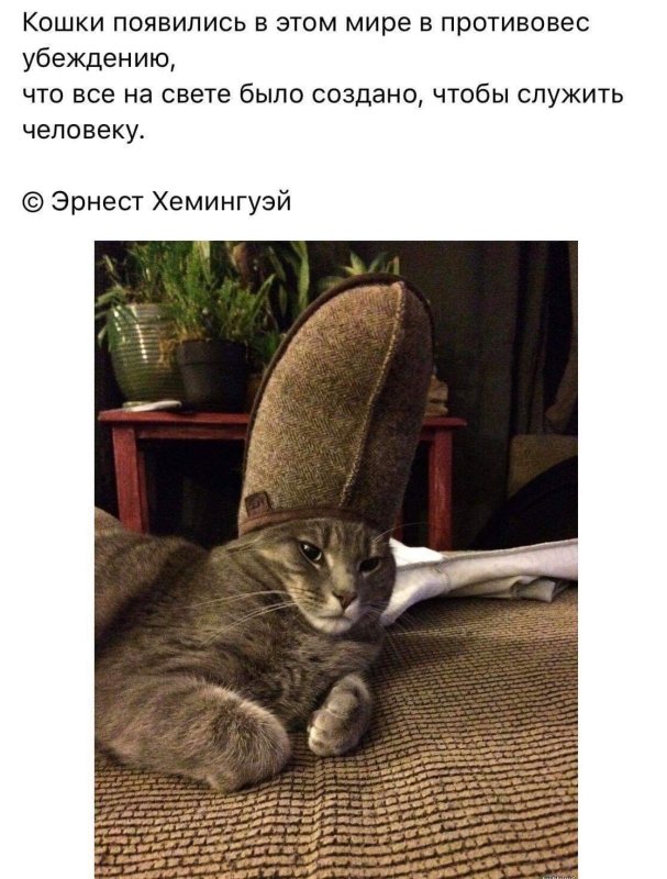 Кот в тапке католик