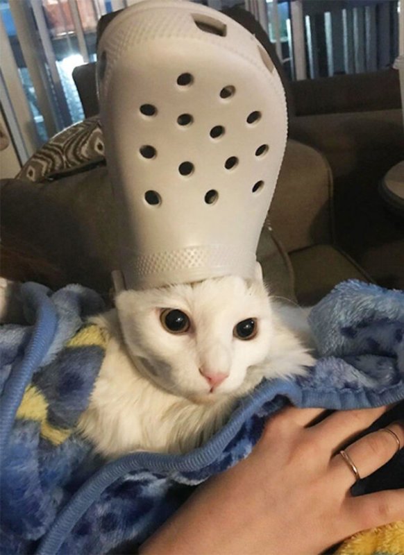 Кот в кроксах на голове