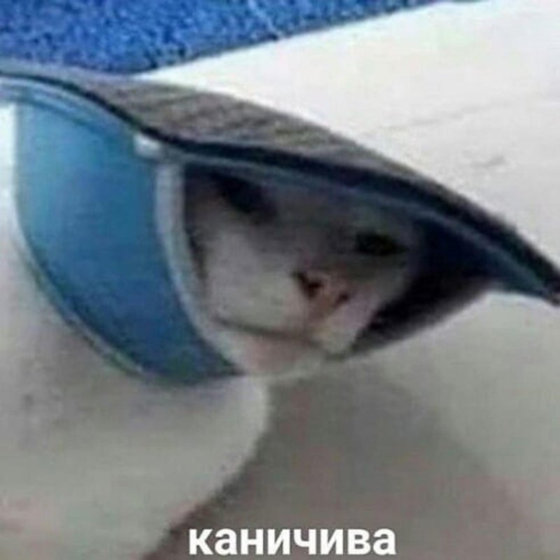 Коничива кот