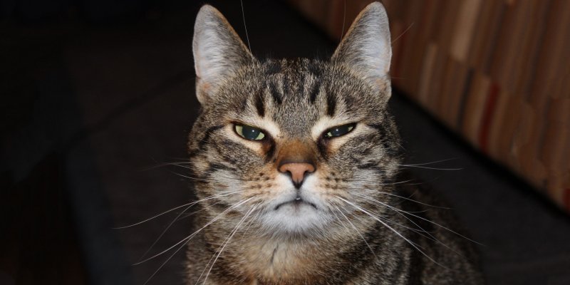 Надменный кот