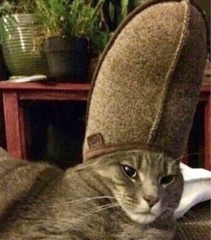 Кот и тапок