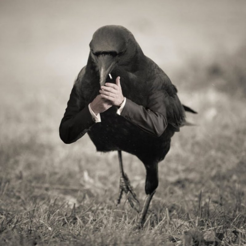 Птица с сигаретой