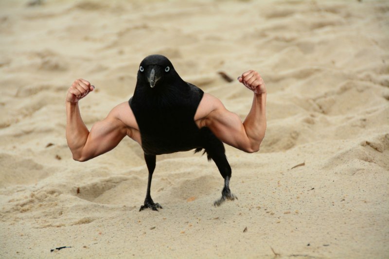 Смешные вороны