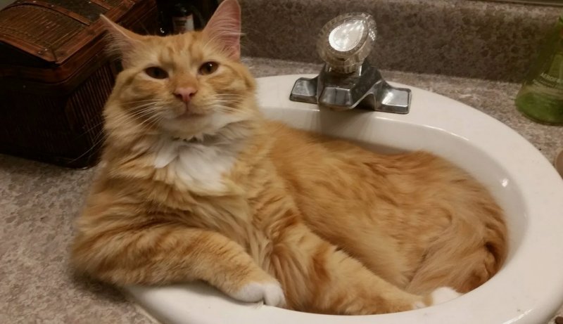 Рыжий кот в раковине