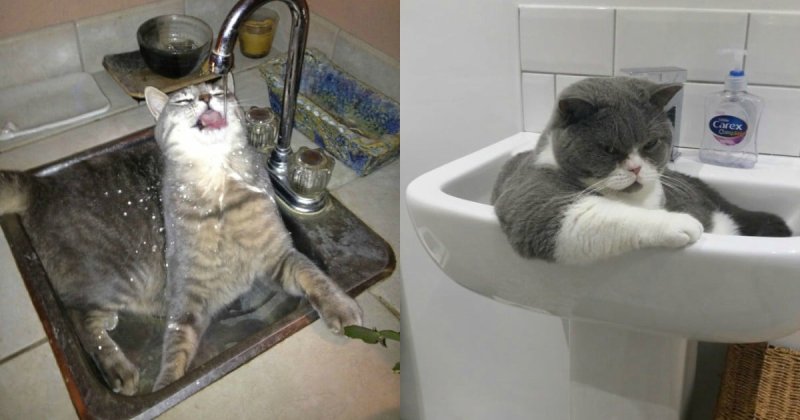 Коты в раковине