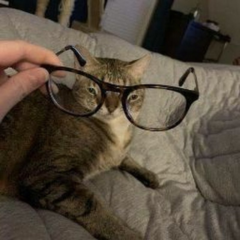 Кот в очке