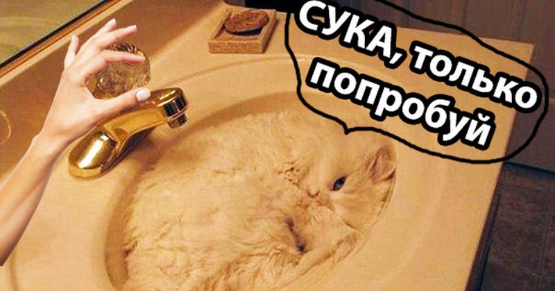 Кот в раковине с подписью