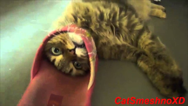 Кот в тапке