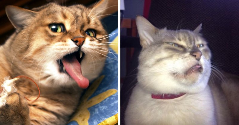 Смешные морды котов
