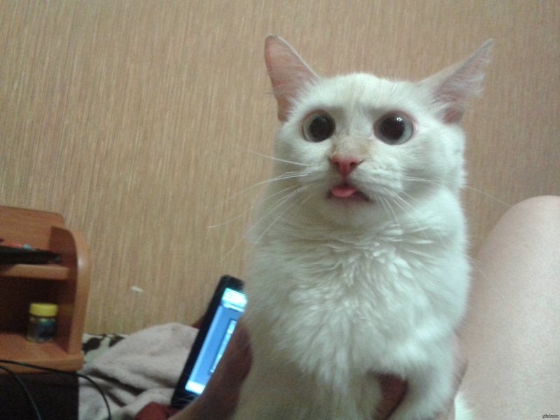 Удивленный белый кот