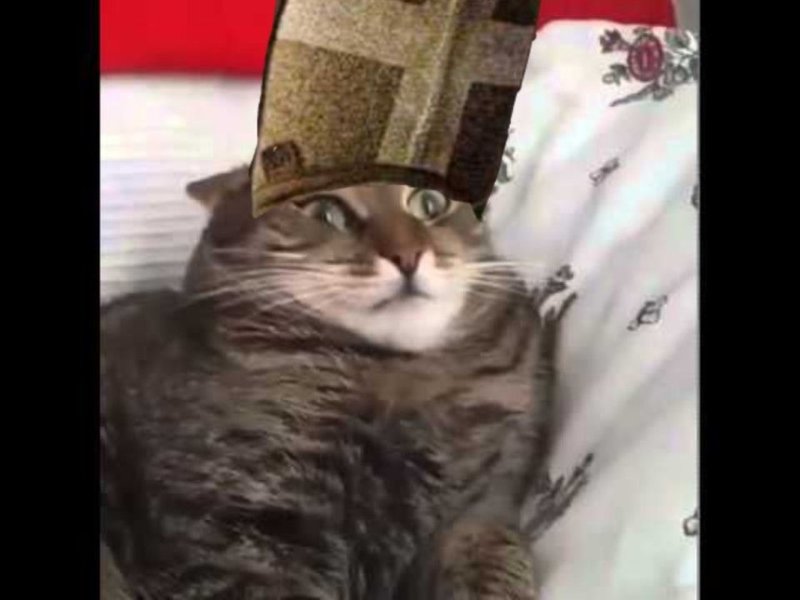 Кот с ведром на голове