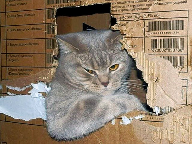 Кот водитель коробки