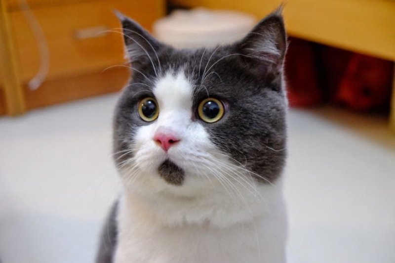 Котенок удивлен