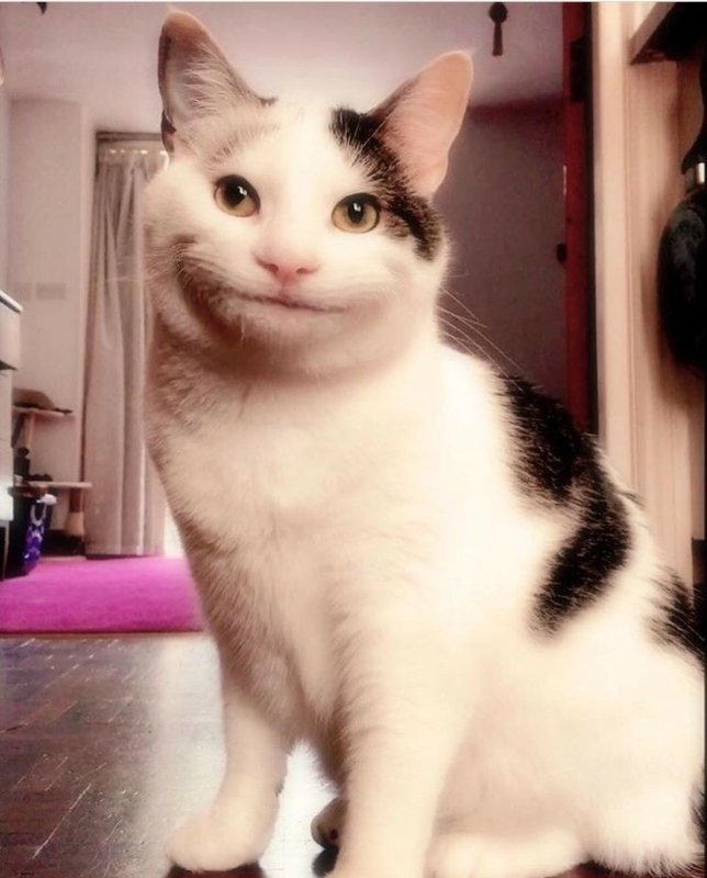 Котики смешные