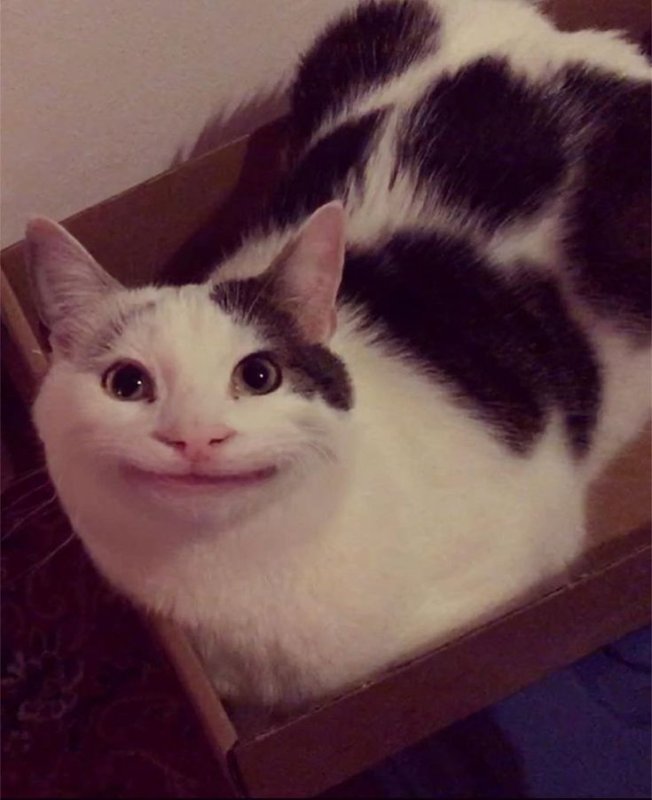 Мемный кот
